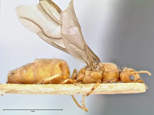 Pseudolasius mayri specimen FOCOL2690 image focol2690_4