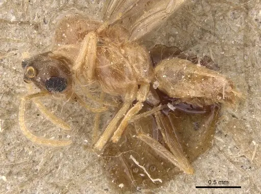 Pseudolasius minutus specimen CASENT0905657 image casent0905657_3
