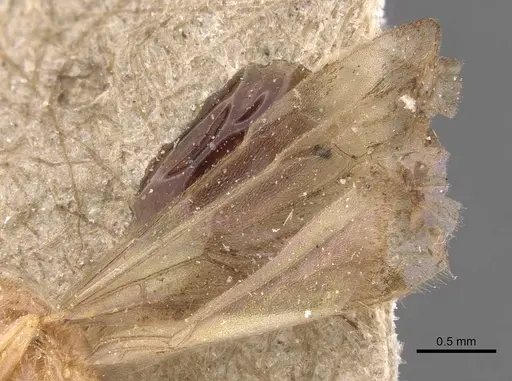Pseudolasius minutus specimen CASENT0905657 image casent0905657_4