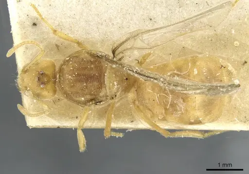Pseudolasius minutus specimen CASENT0910987 image casent0910987_1
