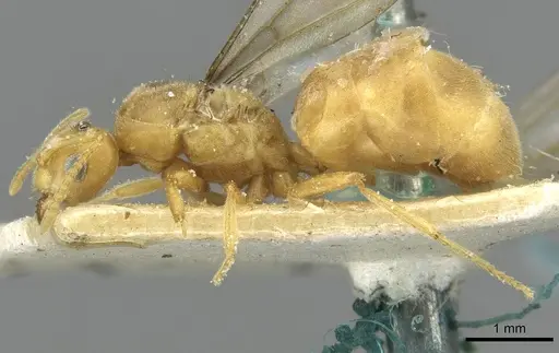 Pseudolasius minutus specimen CASENT0910987 image casent0910987_3