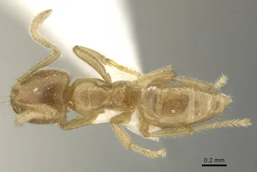 Pseudolasius minutus specimen CASENT0919873 image casent0919873_1