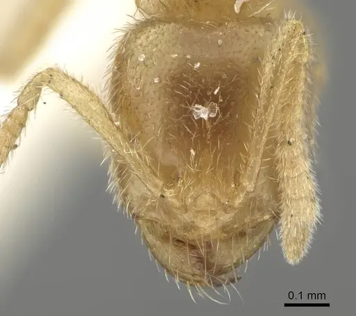 Pseudolasius minutus specimen CASENT0919873 image casent0919873_2