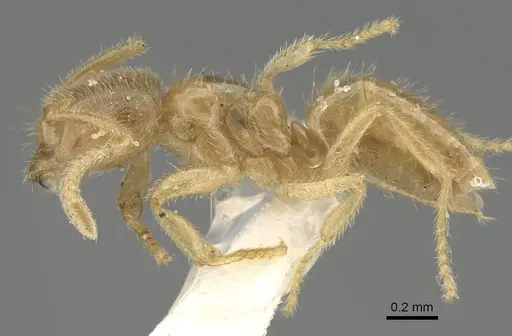 Pseudolasius minutus specimen CASENT0919873 image casent0919873_3