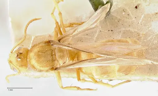 Pseudolasius minutus specimen FOCOL2692 image focol2692_1