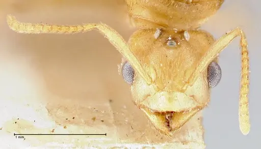 Pseudolasius minutus specimen FOCOL2692 image focol2692_2