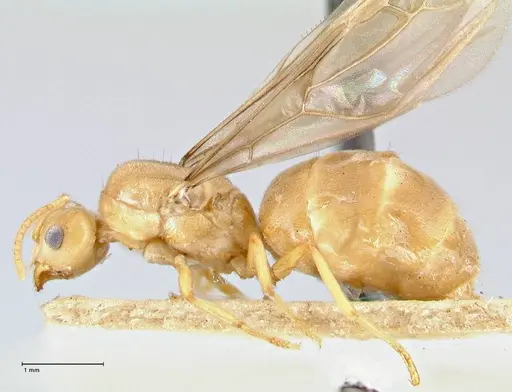 Pseudolasius minutus specimen FOCOL2692 image focol2692_3