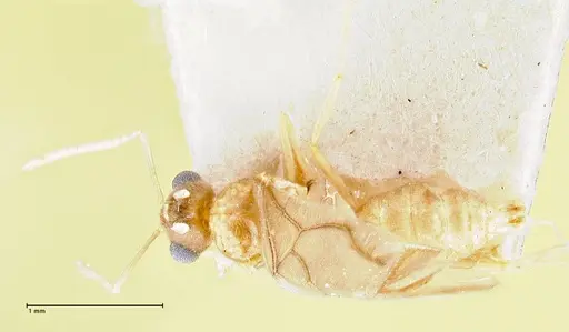 Pseudolasius minutus specimen FOCOL2693 image focol2693_1