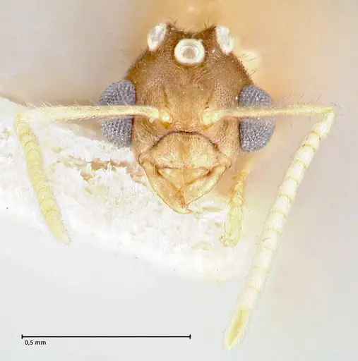 Pseudolasius minutus specimen FOCOL2693 image focol2693_2