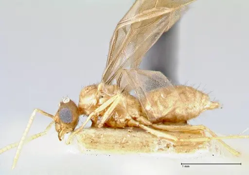 Pseudolasius minutus specimen FOCOL2693 image focol2693_3