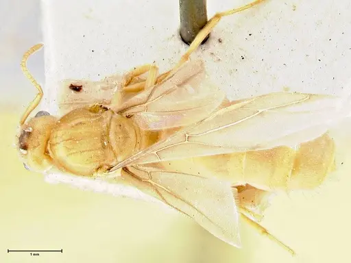 Pseudolasius minutus specimen FOCOL2694 image focol2694_1