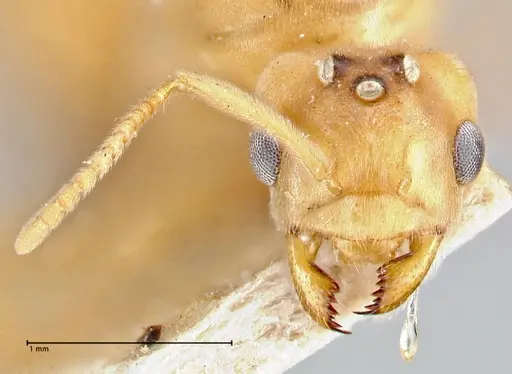 Pseudolasius minutus specimen FOCOL2694 image focol2694_2