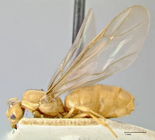 Pseudolasius minutus specimen FOCOL2694 image focol2694_3