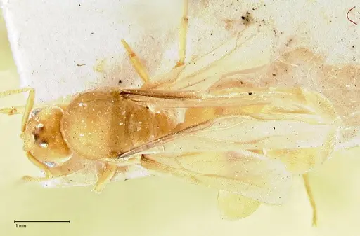 Pseudolasius minutus specimen FOCOL2695 image focol2695_1
