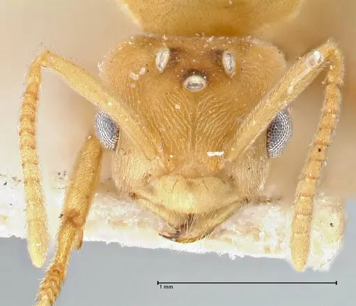 Pseudolasius minutus specimen FOCOL2695 image focol2695_2