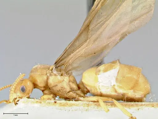 Pseudolasius minutus specimen FOCOL2695 image focol2695_3