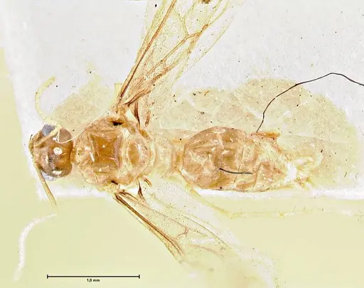 Pseudolasius minutus specimen FOCOL2696 image focol2696_1