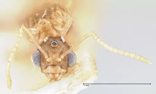 Pseudolasius minutus specimen FOCOL2696 image focol2696_2