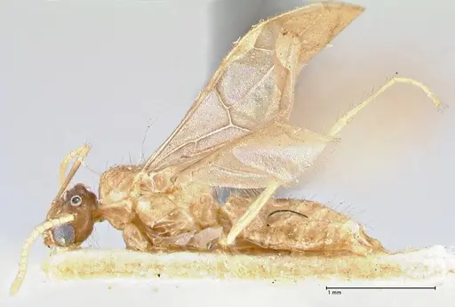 Pseudolasius minutus specimen FOCOL2696 image focol2696_3