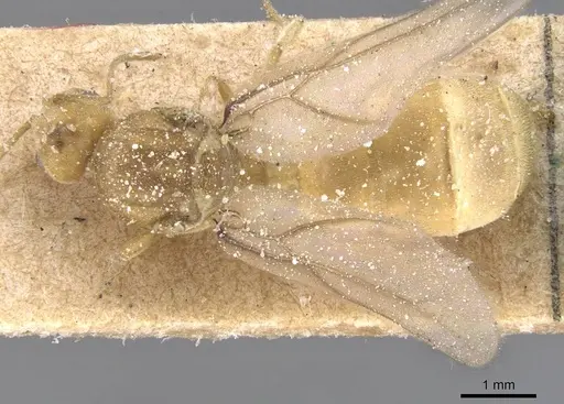 Pseudolasius overbecki specimen CASENT0912322 image casent0912322_1