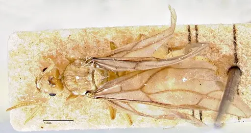 Pseudolasius overbecki specimen FOCOL2678 image focol2678_1
