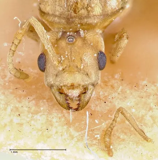 Pseudolasius overbecki specimen FOCOL2678 image focol2678_2