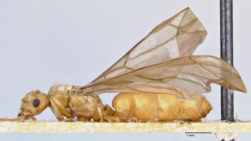 Pseudolasius overbecki specimen FOCOL2678 image focol2678_3
