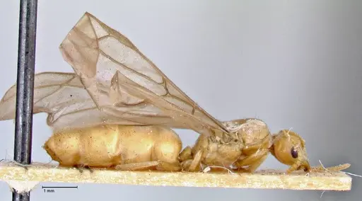 Pseudolasius overbecki specimen FOCOL2678 image focol2678_4