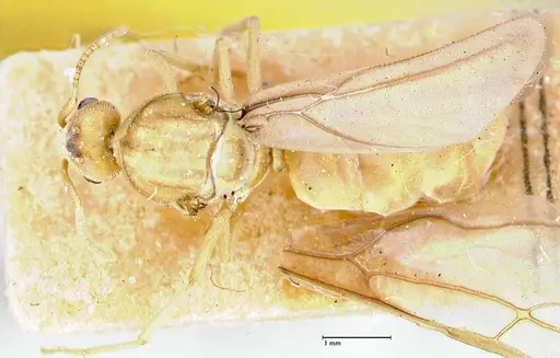 Pseudolasius overbecki specimen FOCOL2679 image focol2679_1