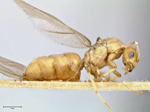 Pseudolasius overbecki specimen FOCOL2679 image focol2679_4