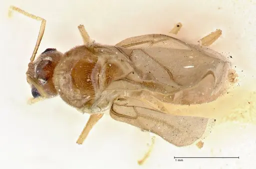 Pseudolasius overbecki specimen FOCOL2680 image focol2680_1