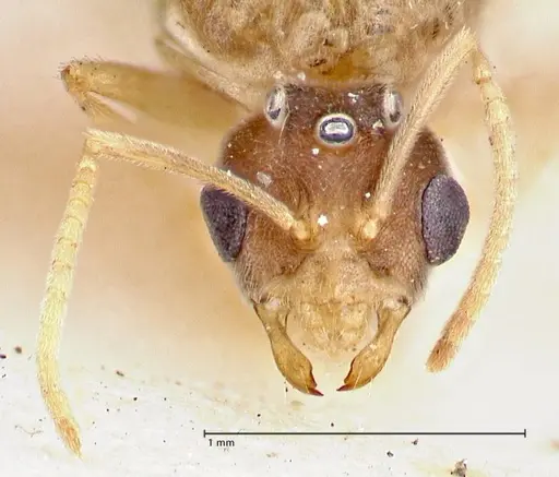 Pseudolasius overbecki specimen FOCOL2680 image focol2680_2