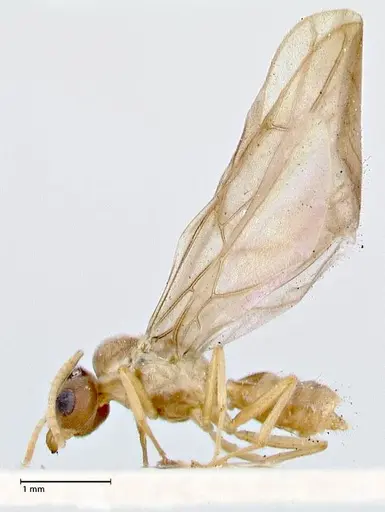 Pseudolasius overbecki specimen FOCOL2680 image focol2680_3
