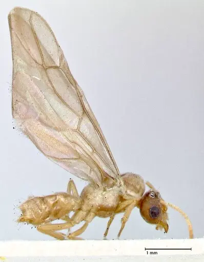 Pseudolasius overbecki specimen FOCOL2680 image focol2680_4
