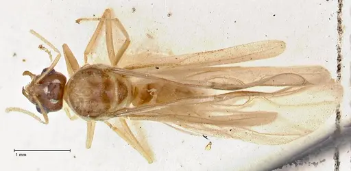 Pseudolasius overbecki specimen FOCOL2681 image focol2681_1