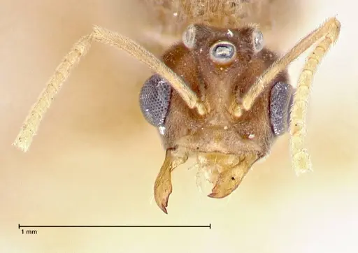 Pseudolasius overbecki specimen FOCOL2681 image focol2681_2