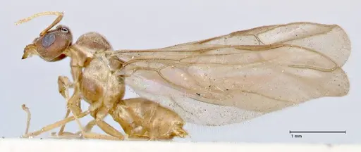 Pseudolasius overbecki specimen FOCOL2681 image focol2681_3