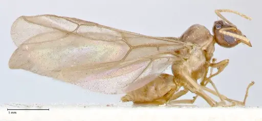 Pseudolasius overbecki specimen FOCOL2681 image focol2681_4