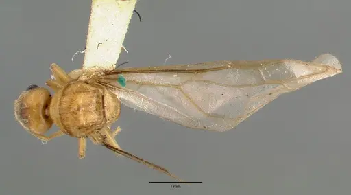Pseudolasius pallidus specimen CASTYPE06974 image castype06974_1