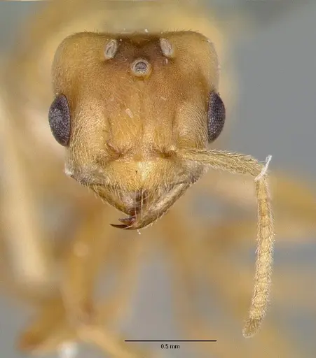 Pseudolasius pallidus specimen CASTYPE06974 image castype06974_2