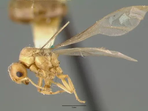 Pseudolasius pallidus specimen CASTYPE06974 image castype06974_3
