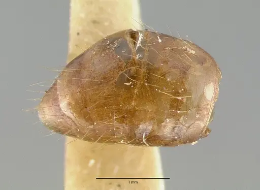 Pseudolasius pallidus specimen CASTYPE06974 image castype06974_4