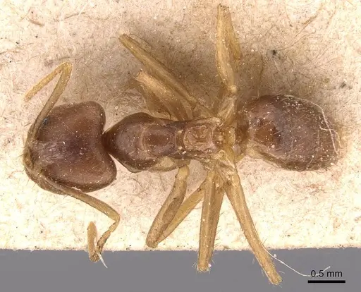 Pseudolasius pheidolinus specimen CASENT0905650 image casent0905650_1