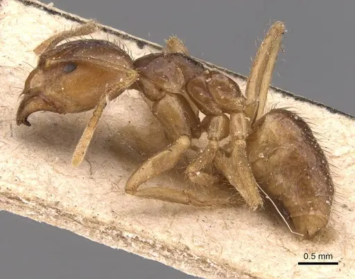Pseudolasius pheidolinus specimen CASENT0905650 image casent0905650_3