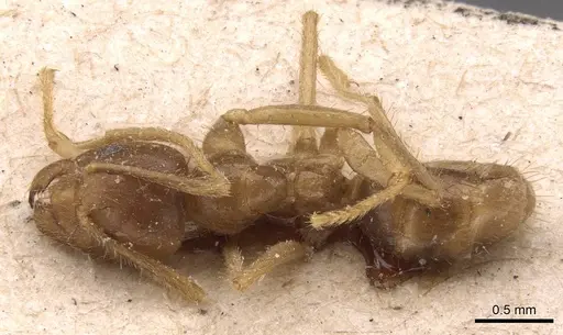 Pseudolasius pheidolinus specimen CASENT0905651 image casent0905651_1