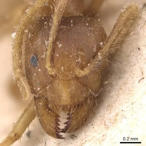 Pseudolasius pheidolinus specimen CASENT0905651 image casent0905651_2