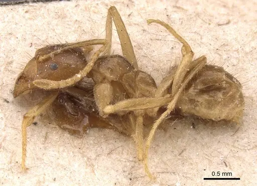 Pseudolasius pheidolinus specimen CASENT0905651 image casent0905651_3