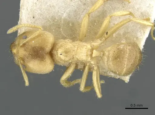 Pseudolasius pygmaeus specimen CASENT0910988 image casent0910988_1