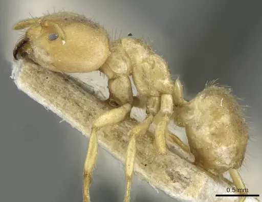 Pseudolasius pygmaeus specimen CASENT0910988 image casent0910988_3