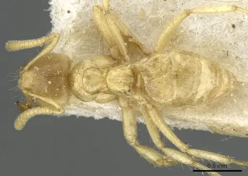 Pseudolasius pygmaeus specimen CASENT0910989 image casent0910989_1
